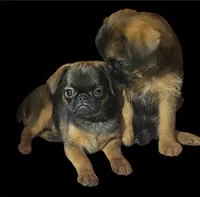 Shelly, a male Brussels Griffon for sale in Princeton, KY – Photo 3 of 3