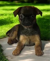 Shelly, a male Brussels Griffon for sale in Princeton, KY – Photo 2 of 3