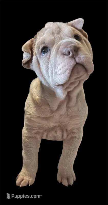 Addie – Chinese Shar-Pei puppy for sale in Princeton, KY