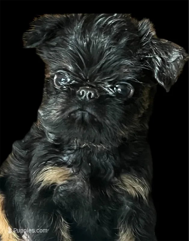  Billie – Brussels Griffon puppy for sale in Princeton, KY