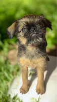Cassie, a male Brussels Griffon for sale in Princeton, KY – Photo 1 of 4