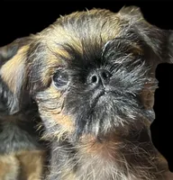 Cassie, a male Brussels Griffon for sale in Princeton, KY – Photo 3 of 4