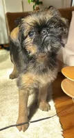 Cassie, a male Brussels Griffon for sale in Princeton, KY – Photo 2 of 4