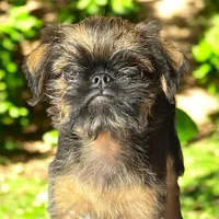 Cassie, a male Brussels Griffon for sale in Princeton, KY – Photo 4 of 4