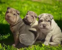 Reggie, a male Chinese Shar-Pei for sale in Princeton, KY – Photo 2 of 2