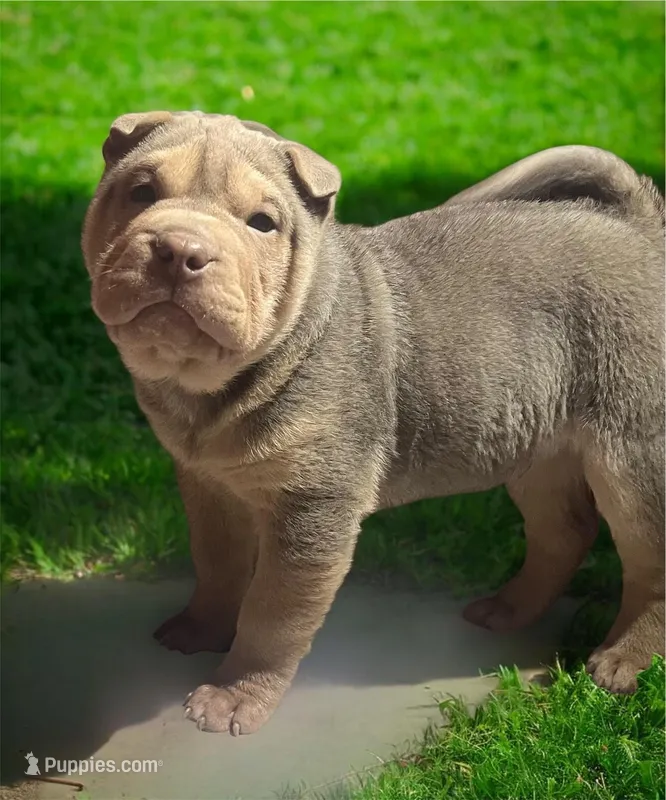 Reggie – Chinese Shar-Pei puppy for sale in Princeton, KY