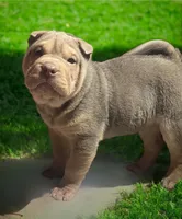 Reggie, a male Chinese Shar-Pei for sale in Princeton, KY – Photo 1 of 2