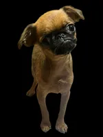 Alexa, a female Brussels Griffon for sale in Princeton, KY – 3 of 4