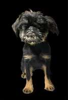Allie, a female Brussels Griffon for sale in Princeton, KY – 5 of 5
