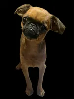 Alexa, a female Brussels Griffon for sale in Princeton, KY – 4 of 4