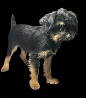 Argo, a male Brussels Griffon for sale in Princeton, KY – 5 of 6