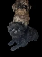 Phyllis, a female Brussels Griffon for sale in Princeton, KY – Photo 2 of 4