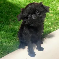 Phyllis, a female Brussels Griffon for sale in Princeton, KY – Photo 4 of 4