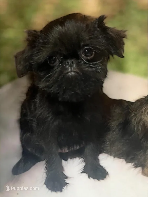 Phyllis, a female Brussels Griffon for sale in Princeton, KY – Photo 1 of 4