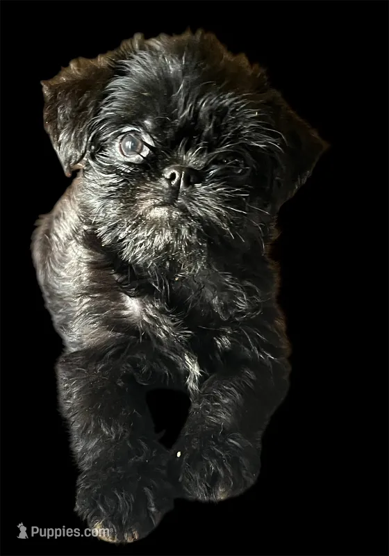 Harpo – Brussels Griffon puppy for sale in Princeton, KY