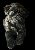Harpo, a male Brussels Griffon for sale in Princeton, KY – 1 of 2