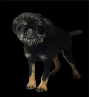 Allie, a female Brussels Griffon for sale in Princeton, KY – 2 of 5