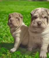 Bruce, a male Chinese Shar-Pei for sale in Princeton, KY – Photo 2 of 2