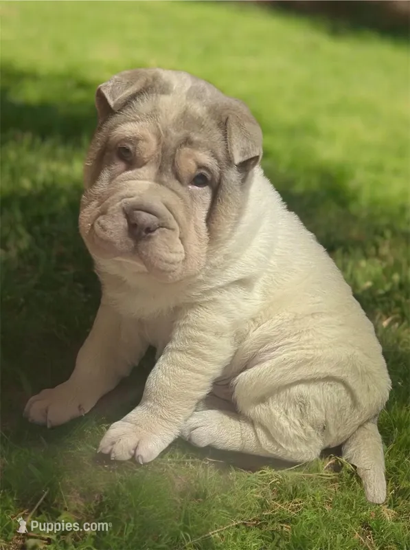 Bruce – Chinese Shar-Pei puppy for sale in Princeton, KY