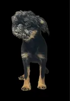 Allie, a female Brussels Griffon for sale in Princeton, KY – 4 of 5
