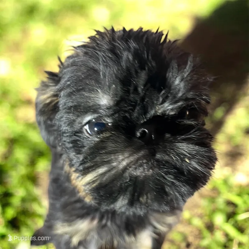 Paris – Brussels Griffon puppy for sale in Princeton, KY