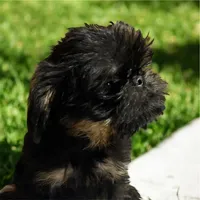 Paris, a female Brussels Griffon for sale in Princeton, KY – Photo 2 of 3