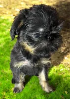 Paris, a female Brussels Griffon for sale in Princeton, KY – Photo 3 of 3