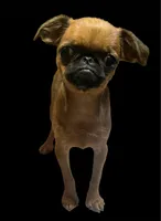 Alexa, a female Brussels Griffon for sale in Princeton, KY – 2 of 4