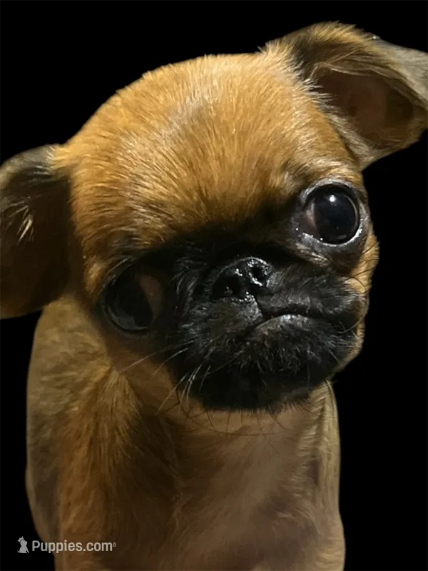 Alexa – Brussels Griffon puppy for sale in Princeton, KY