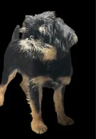 Argo, a male Brussels Griffon for sale in Princeton, KY – 3 of 6