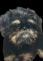 Argo, a male Brussels Griffon for sale in Princeton, KY – 2 of 6