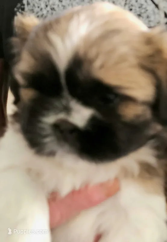 Male puppy two – Shih Tzu puppy for sale in Grand Junction, CO