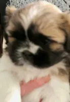 Male puppy two, a male Shih Tzu for sale in Grand Junction, CO – 1 of 1