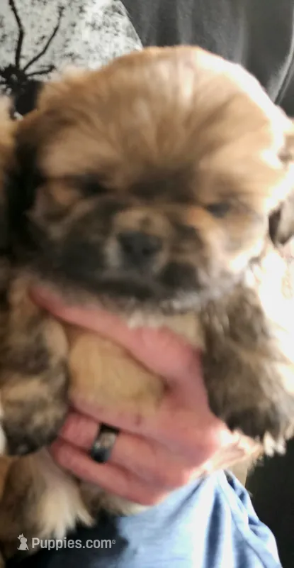 Male puppy one – Shih Tzu puppy for sale in Grand Junction, CO