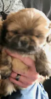 Male puppy one, a male Shih Tzu for sale in Grand Junction, CO – 1 of 1