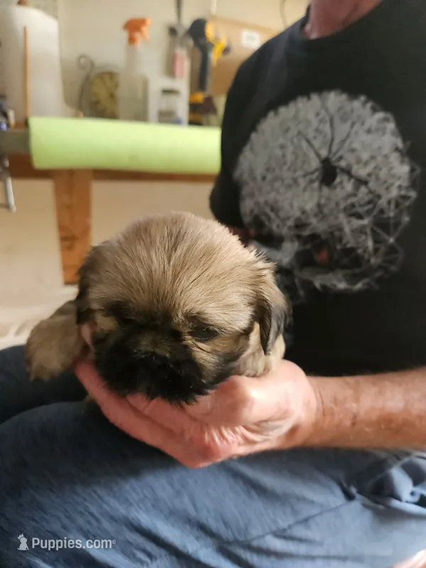 Female puppy Two – Shih Tzu puppy for sale in Grand Junction, CO