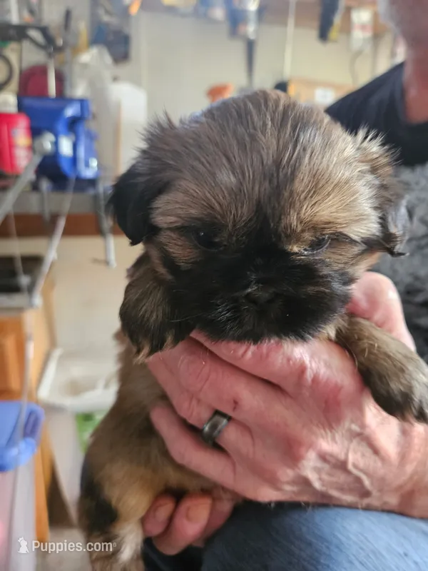 Darker Female One – Shih Tzu puppy for sale in Grand Junction, CO