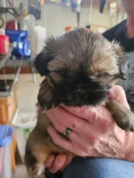 Darker Female One, a female Shih Tzu for sale in Grand Junction, CO – 1 of 1