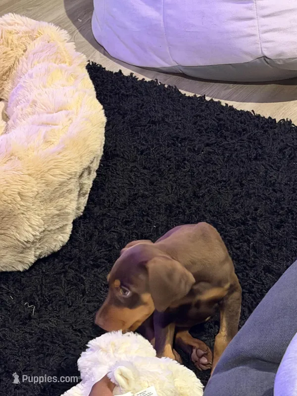 Opal – Doberman Pinscher puppy for sale in Spring, TX