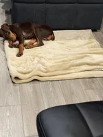 Opal, a female Doberman Pinscher for sale in Spring, TX – Photo 3 of 7