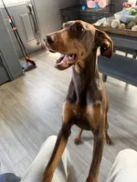 Opal, a female Doberman Pinscher for sale in Spring, TX – Photo 2 of 7