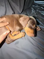 Opal, a female Doberman Pinscher for sale in Spring, TX – Photo 4 of 7