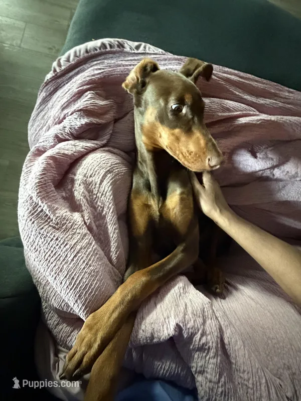 Opal – Doberman Pinscher puppy for sale in Spring, TX