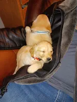 Charlie, a male Golden Retriever for sale in Whiteville, NC – Photo 2 of 3