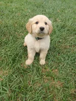 Charlie, a male Golden Retriever for sale in Whiteville, NC – Photo 3 of 3