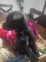 Bruno, a male German Shepherd Dog and Golden Retriever for sale in Whiteville, NC – Photo 3 of 4