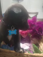 Bruno, a male German Shepherd Dog and Golden Retriever for sale in Whiteville, NC – Photo 2 of 4