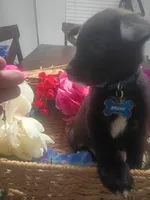 Bruno, a male German Shepherd Dog and Golden Retriever for sale in Whiteville, NC – Photo 1 of 4