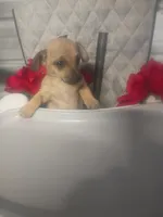 Rosie , a female Chihuahua for sale in Whiteville, NC – Photo 2 of 4