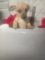 Rosie , a female Chihuahua for sale in Whiteville, NC – Photo 3 of 4